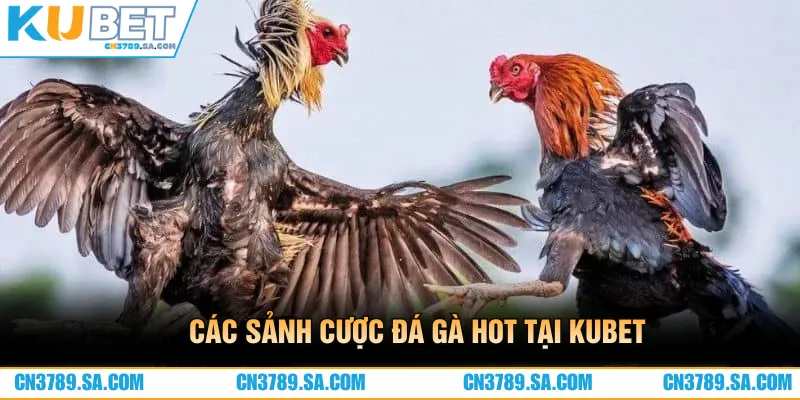 Các sảnh cược nổi bật nên trải nghiệm khi đến với CN3789