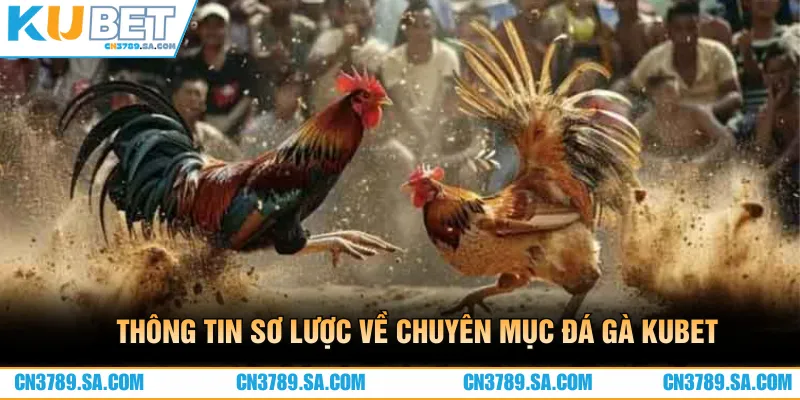 Đá gà là chuyên mục cược hấp dẫn, nên trải nghiệm tại CN3789
